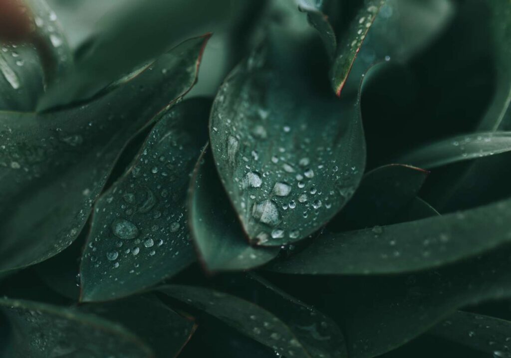 Mindful Garden