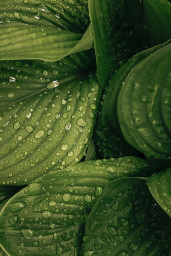 Mindful Garden